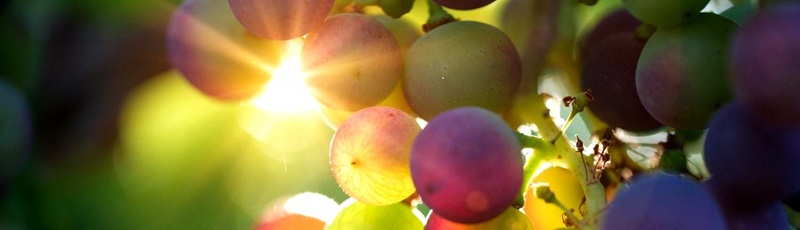 画像の説明 画像の説明